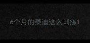 6个月的泰迪这么训练