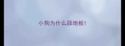 小狗为什么舔地板