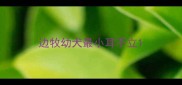边牧幼犬最小耳不立