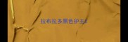 拉布拉多黑色护主