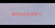 猫咪躲在角落惨叫