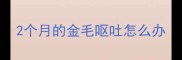 2个月的金毛呕吐怎么办