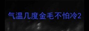 气温几度金毛不怕冷