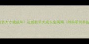 哈士奇多大才能成年边境牧羊犬成长全周期附科学饲养指南