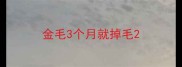 金毛3个月就掉毛