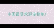 中国最受欢迎宠物龟