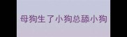 母狗生了小狗总舔小狗