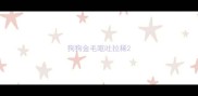 狗狗金毛呕吐拉稀