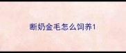 断奶金毛怎么饲养