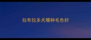 拉布拉多犬哪种毛色好
