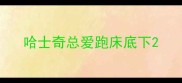 哈士奇总爱跑床底下