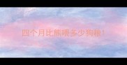 四个月比熊喂多少狗粮