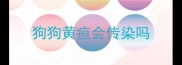 狗狗黄疸会传染吗