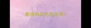 泰迪狗白色的东西