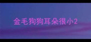 金毛狗狗耳朵很小