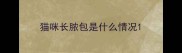猫咪长脓包是什么情况