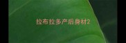 拉布拉多产后身材