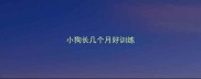 小狗长几个月好训练