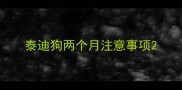 泰迪狗两个月注意事项