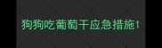 狗狗吃葡萄干应急措施