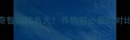 泰迪犬vs哈士奇智商排名大养狗前必看的对比附训练指南
