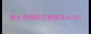 哈士奇狗狗皮肤病怎么办