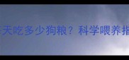 哈士奇5个月大每天吃多少狗粮科学喂养指南与营养配比全