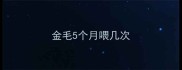 金毛5个月喂几次
