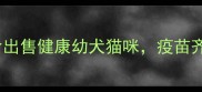 成都宠物领养平台正规犬舍出售健康幼犬猫咪疫苗齐全可溯源附最新信息