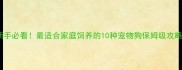 新手必看最适合家庭饲养的10种宠物狗保姆级攻略