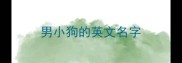 男小狗的英文名字