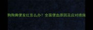 狗狗粪便发红怎么办全面便血原因及应对措施