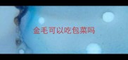 金毛可以吃包菜吗