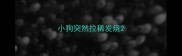小狗突然拉稀发烧