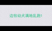 边牧幼犬满地乱跑