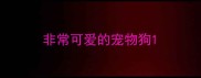 非常可爱的宠物狗