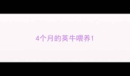 4个月的英牛喂养