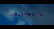 杜宾犬的疫苗怎么做