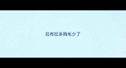 拉布拉多狗毛少了