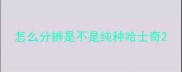 怎么分辨是不是纯种哈士奇