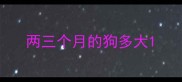 两三个月的狗多大