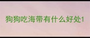 狗狗吃海带有什么好处