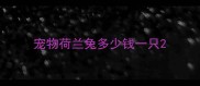 宠物荷兰兔多少钱一只