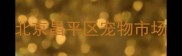 北京昌平区宠物市场