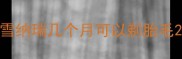 雪纳瑞几个月可以剃胎毛