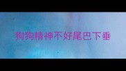 狗狗精神不好尾巴下垂