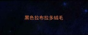 黑色拉布拉多绒毛