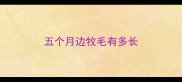 五个月边牧毛有多长