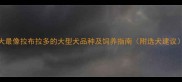 8大最像拉布拉多的大型犬品种及饲养指南附选犬建议