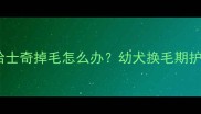 两个月大哈士奇掉毛怎么办幼犬换毛期护理全攻略